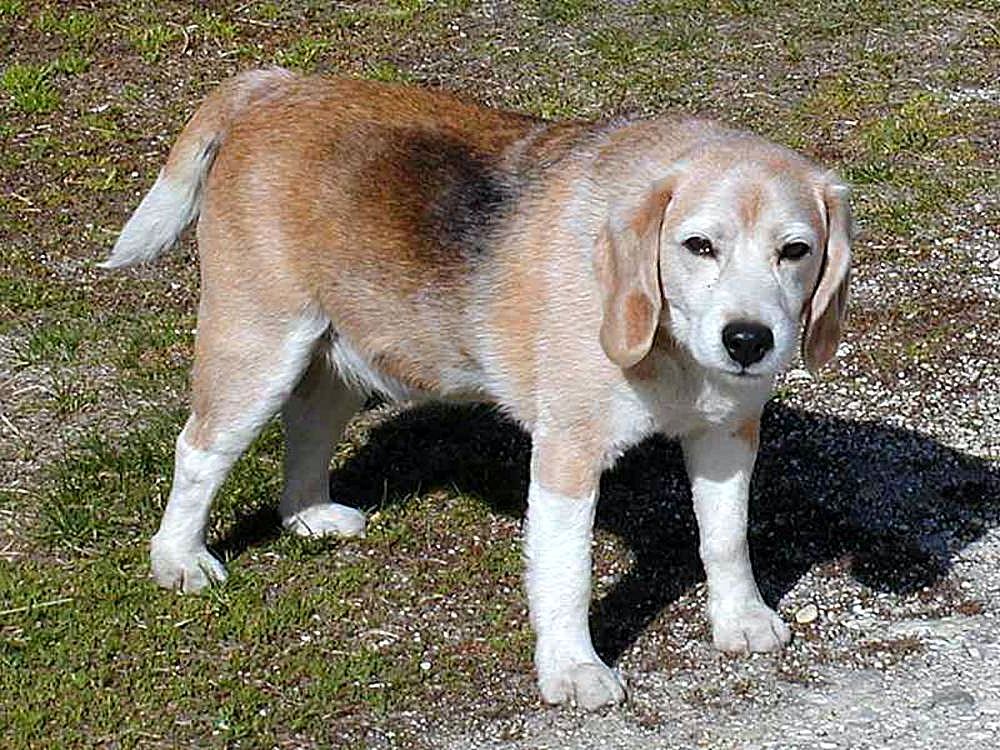 Dogs beagles.jpg