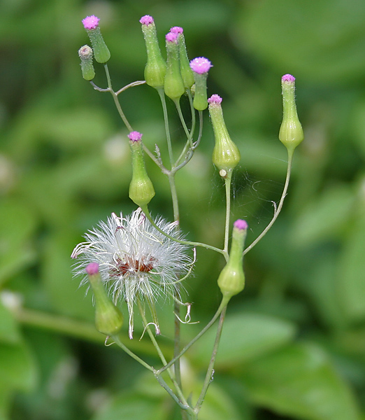 File:Emilia sonchifolia (Sadamandi) in Hyderabad, AP W IMG 0416.jpg