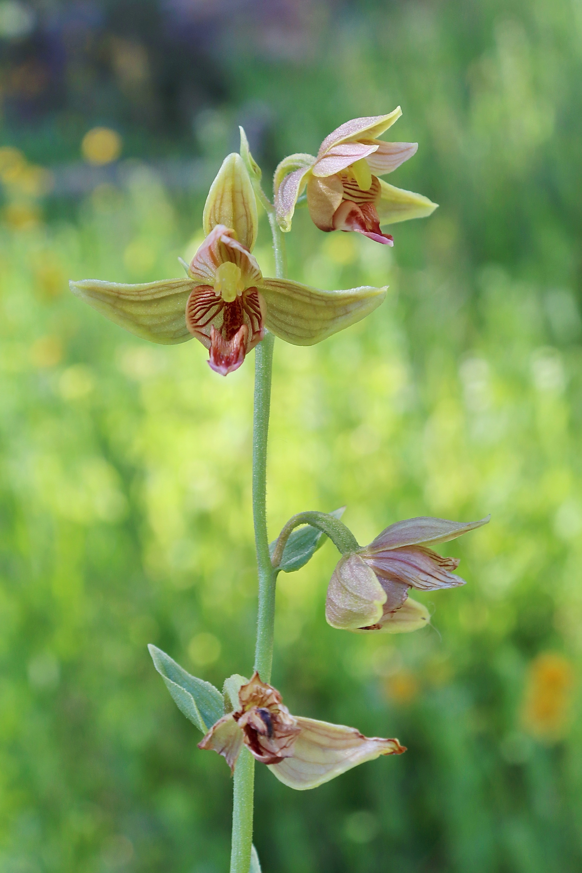 File:Epipactis gigantea, mt. Islip, 2020.07.28 (02).jpg ...