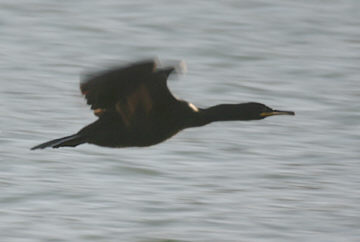 File:EuropeanShag.jpg