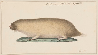 File:Georhychus hottentottus - 1700-1880 - Print - Iconographia Zoologica - Special Collections University of Amsterdam - UBA01 IZ20500167 (cropped).jpg