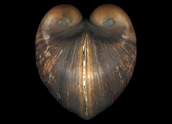 Язык моллюсков. Glossus humanus. Meiocardia vulgaris:. Lignopholas fluminalis.