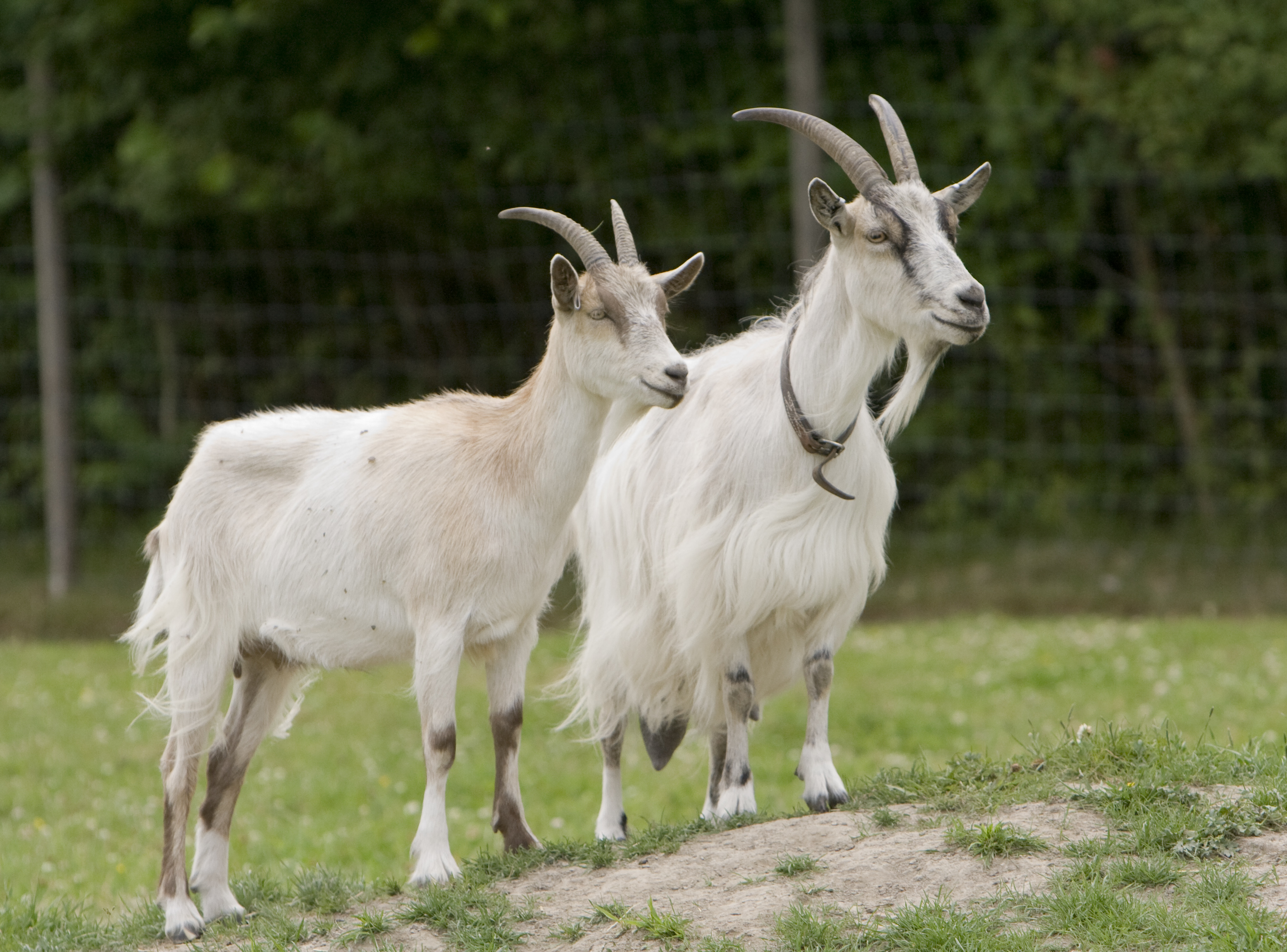 file-goats-go-inspecting-jpg