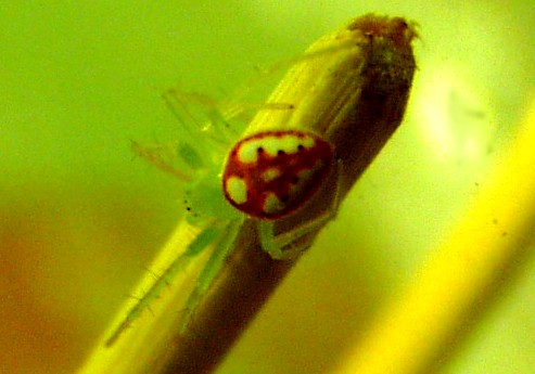 File:Gold green red spider.jpg