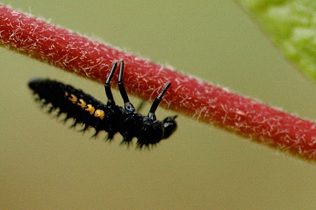 File:Harmonia.axyridis.larva.jpg