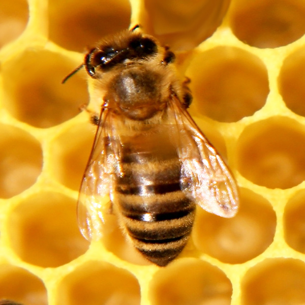 File:Honey bee (6311607877).jpg