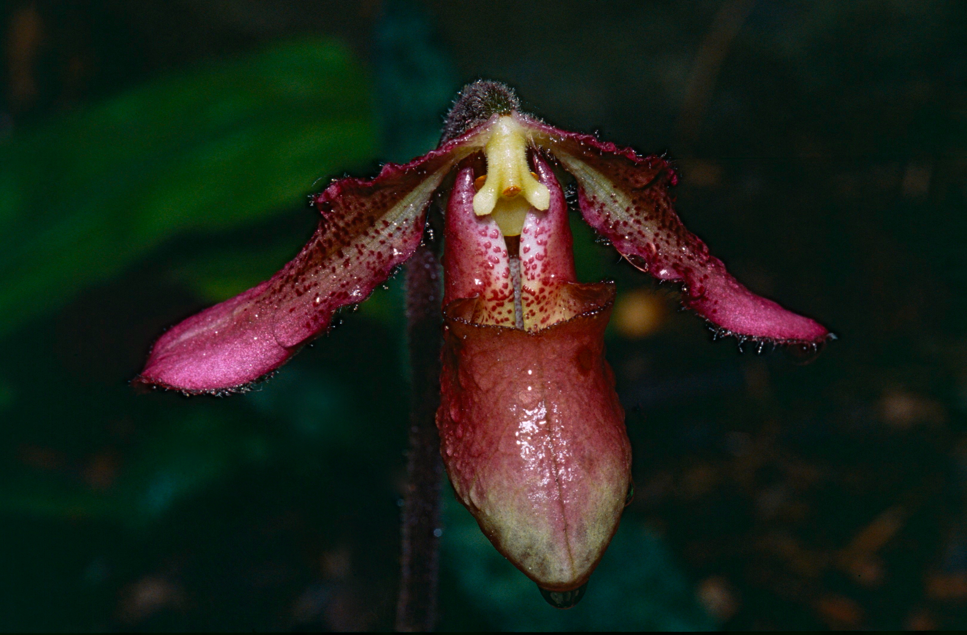 Hooker's Slipper Orchid (Paphiopedilum hookerae) missing dorsal sepal (14481882258).jpg