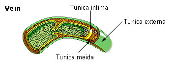 Tunica intima - Wikipedia