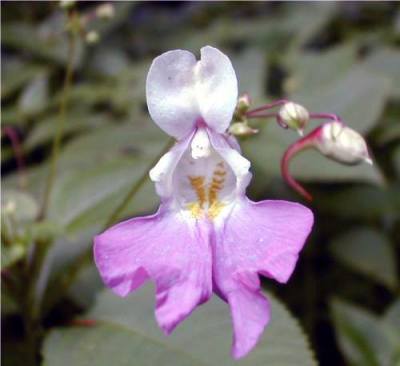 File:Impatiens balfourii.jpg