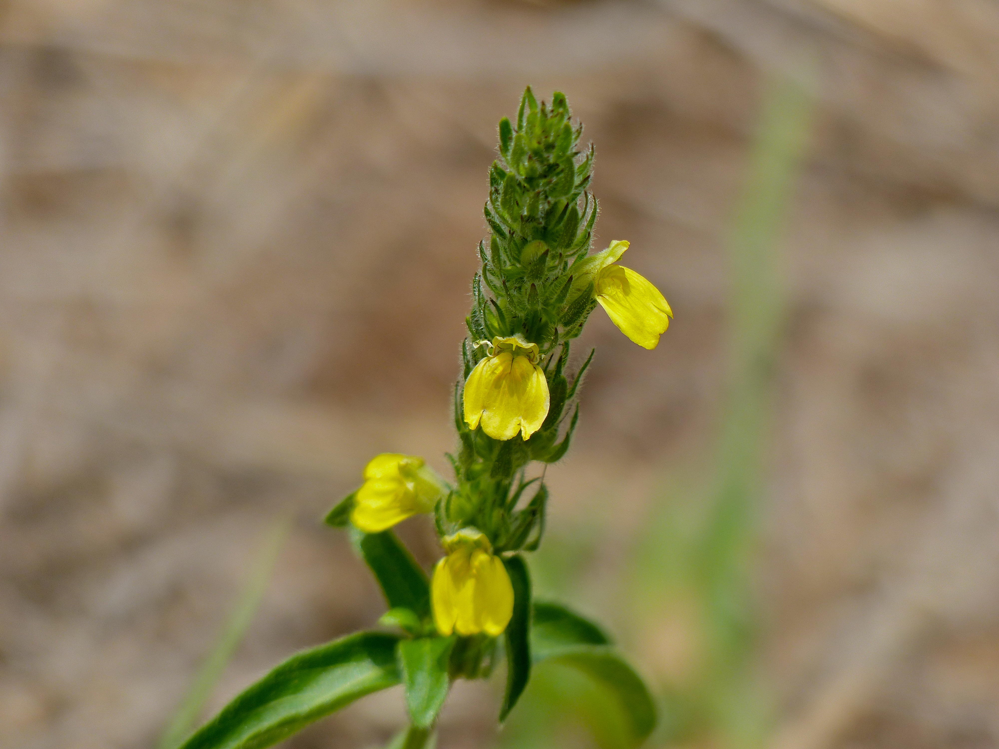 Impela (Justicia flava) (11515355153).jpg