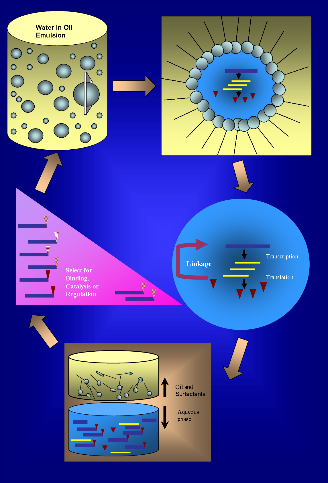 Why is compartmentalization in eukaryotic cells important?