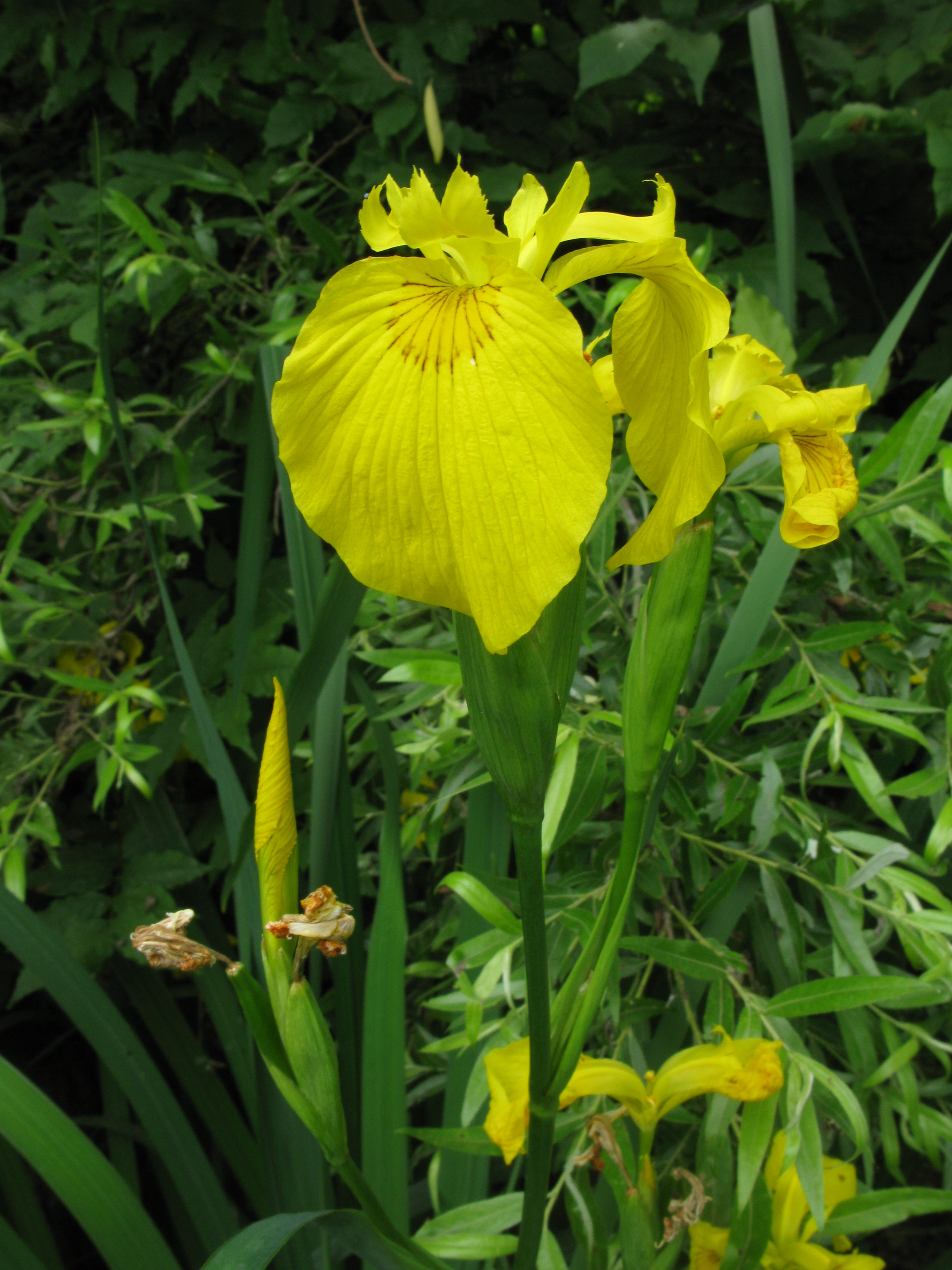 Аир желтый. Iris pseudacorus. Ирис болотный Вариегата. Жёлтый Ирис. АИР желтый растение.