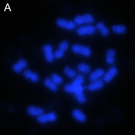 File:Karyotype of European beech (Fagus sylvatica).png