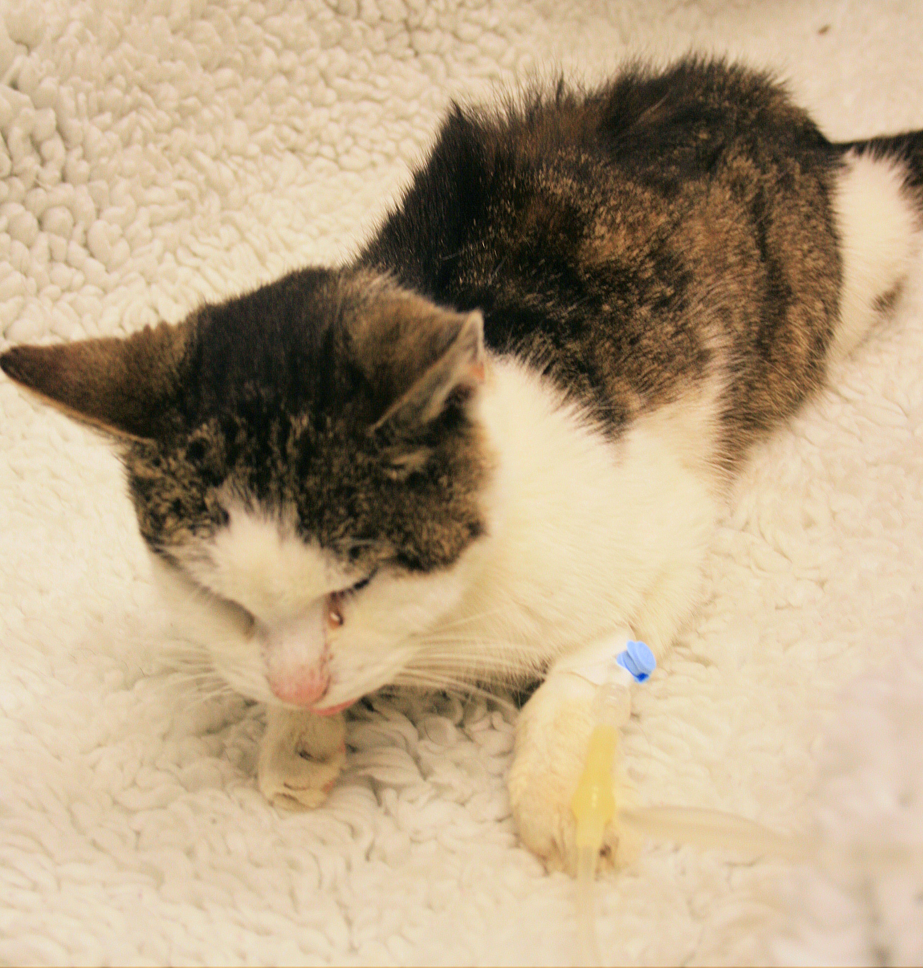 Chronische Nierenerkrankung Der Katze Wikipedia