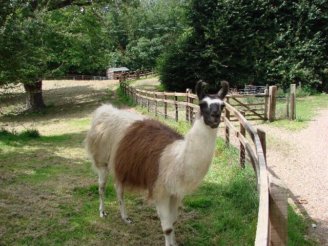 File:Llama at Assington Hall - geograph.org.uk - 1959609.jpg