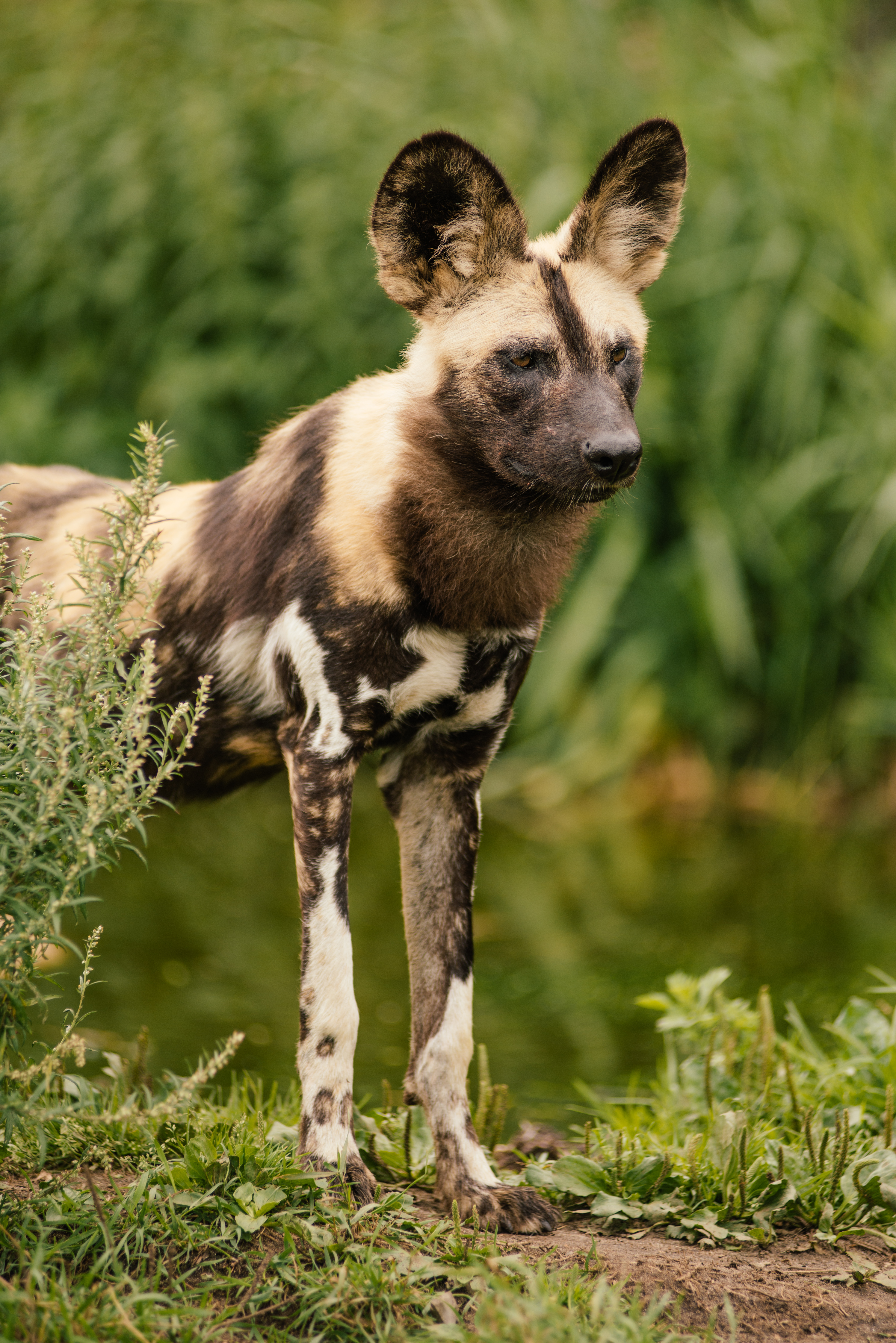 sammen Berolige billede Hyænehund - Wikipedia, den frie encyklopædi