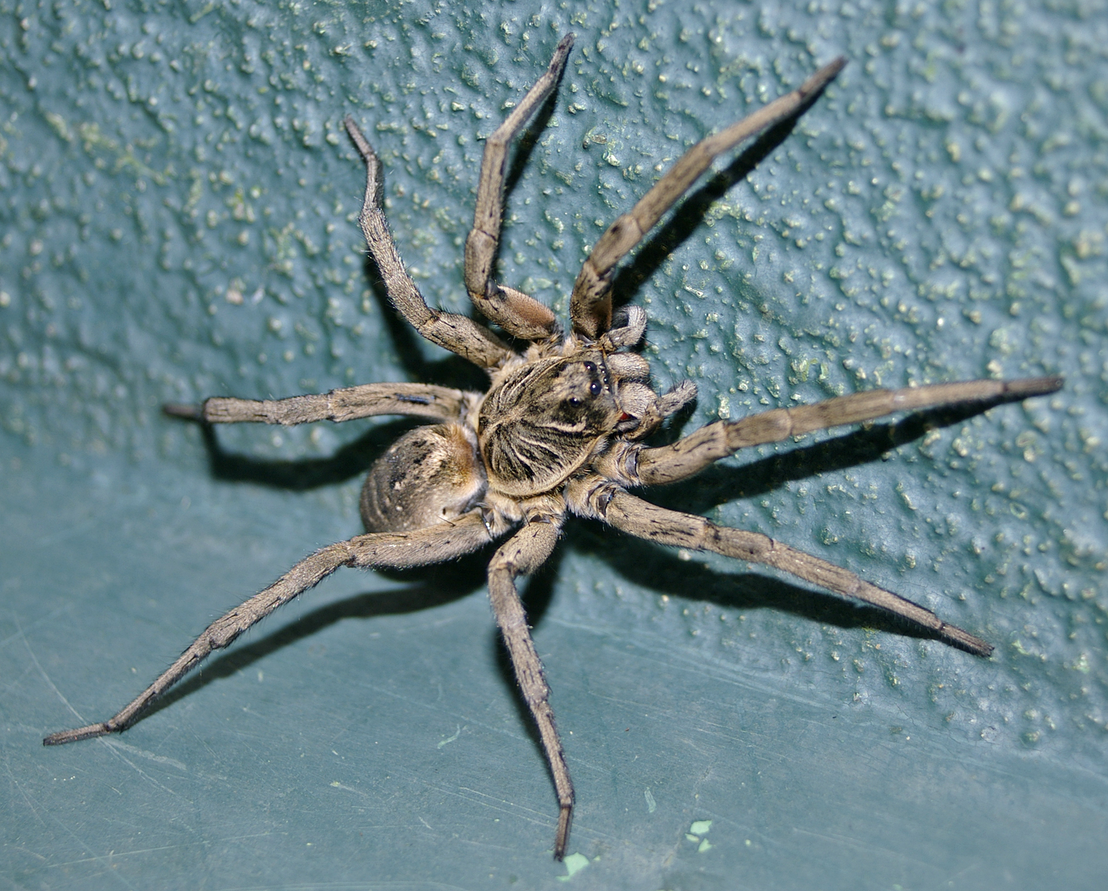 Lycosa hispanica