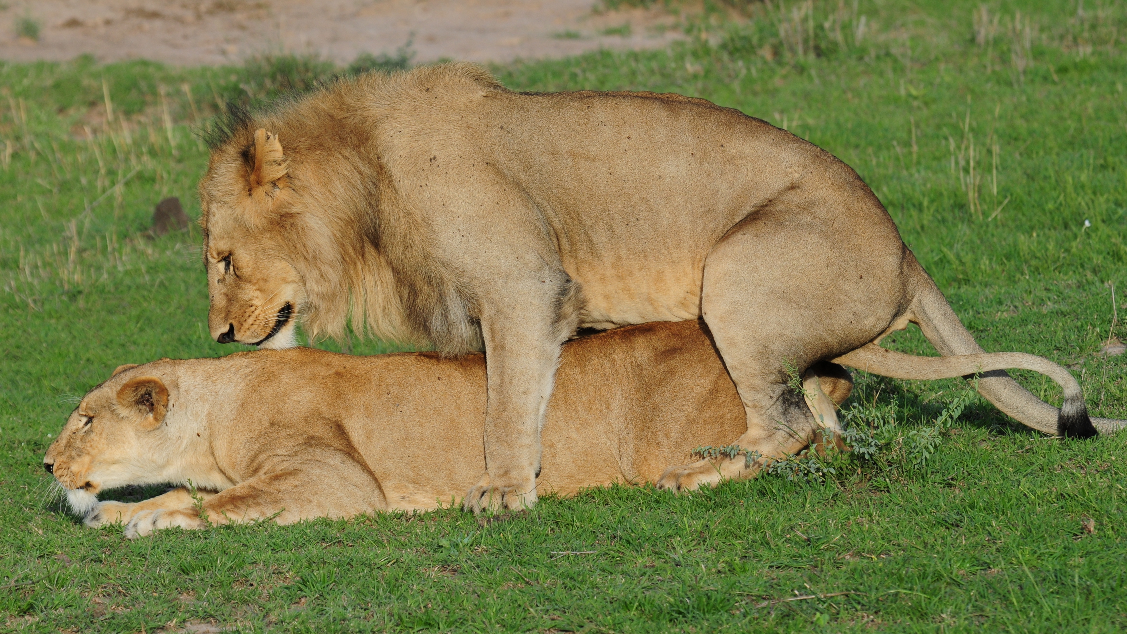 Mating tv. Mating. Lion mating. Indian Lion. Lions Mate Mushroom.