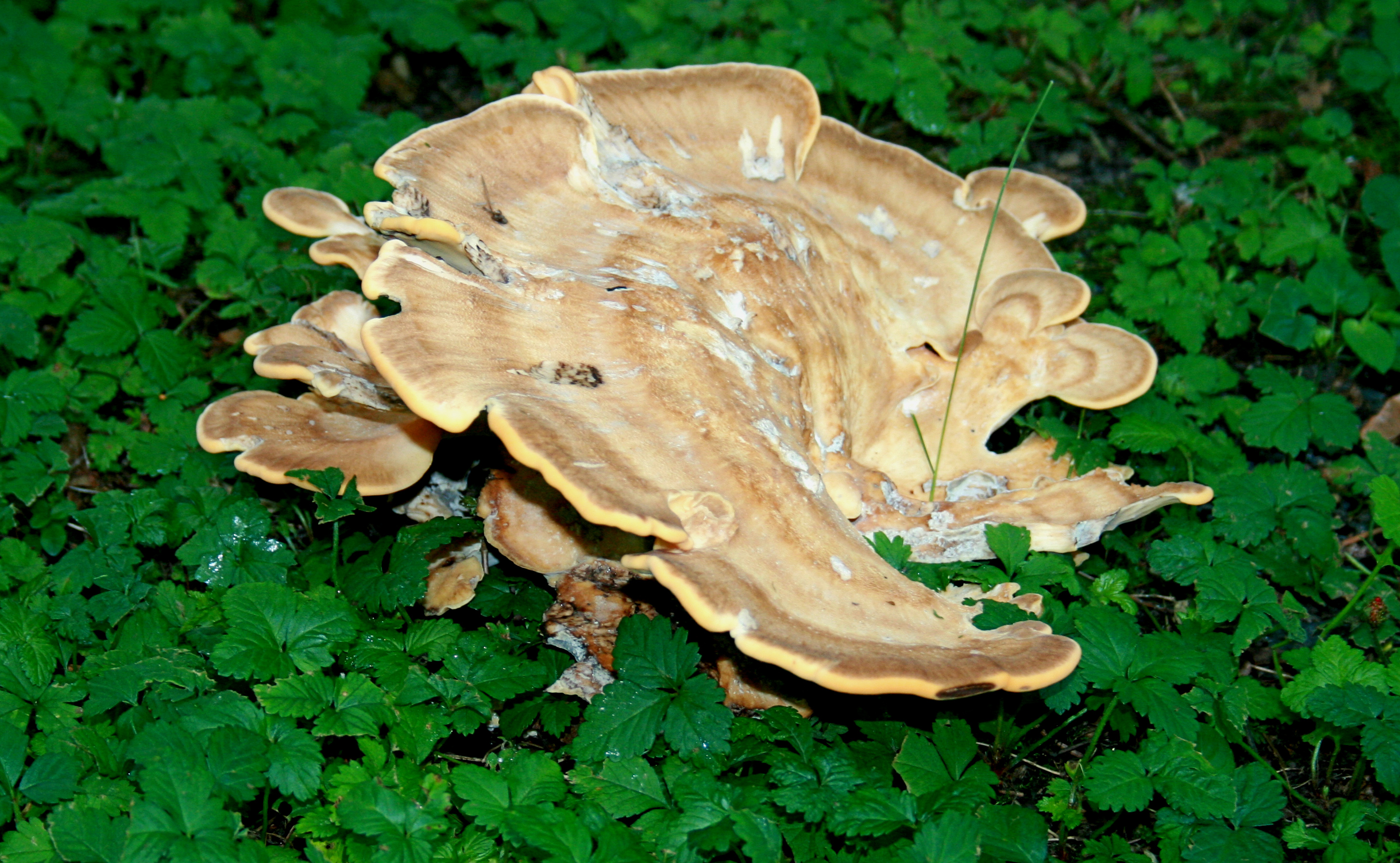 Путем грибной мудрости. Гриб Meripilus giganteus. Collybia cirrhata. Ризоморфы опенка. Грибная мудрость.