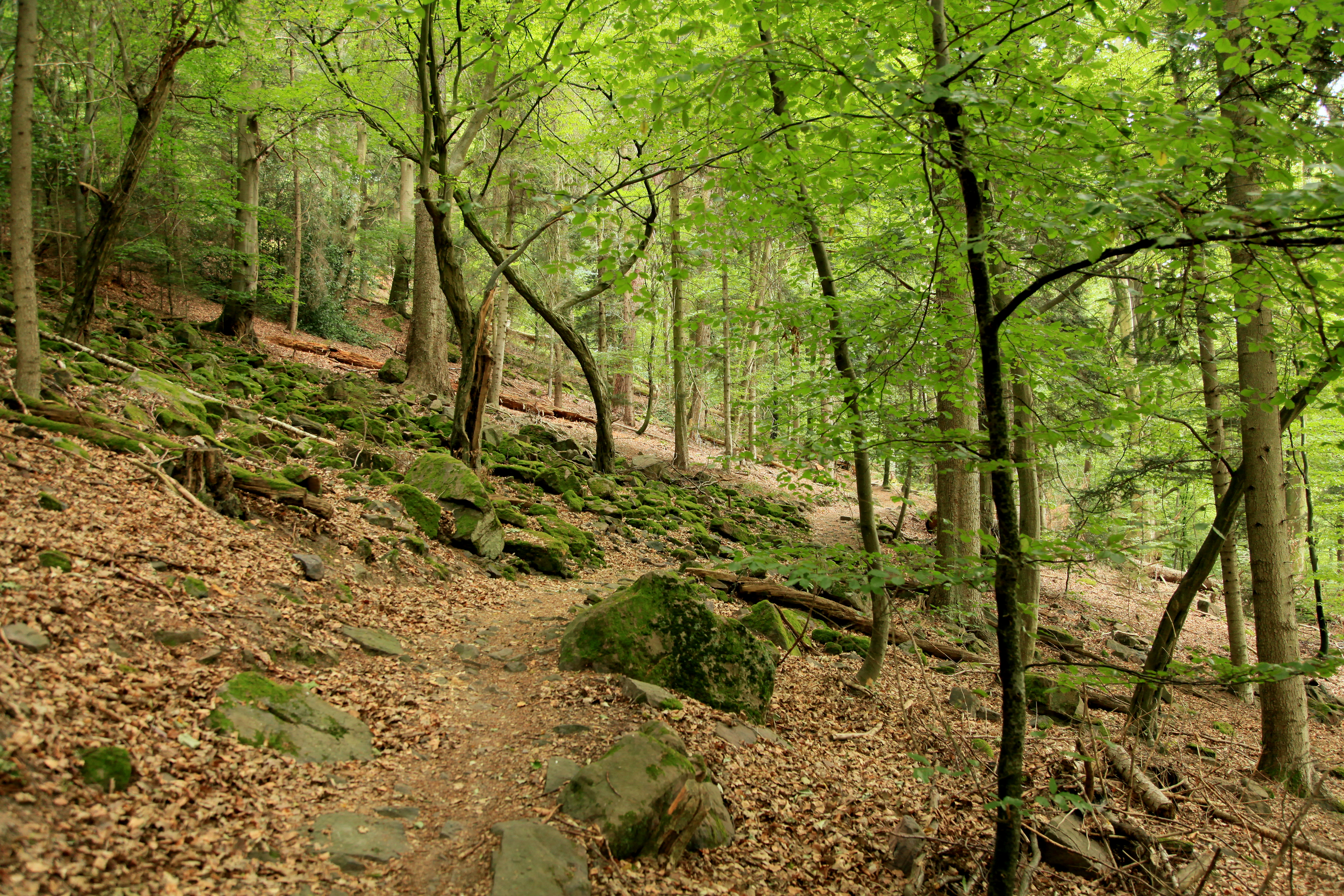 Walderlebnispfad Klebwald in Neuhausen (Enzkreis)