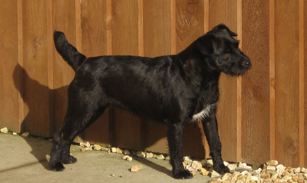 File:Nuttall-bred-patterdale-287612791962623GtT.jpg