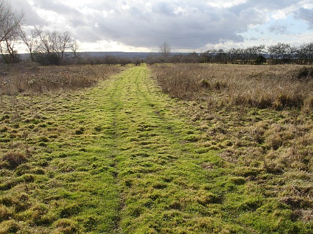 File:Orchard on the edge of the marsh - geograph.org.uk - 122890.jpg