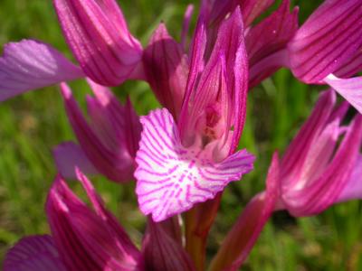 File:Orchis papilionacea fleur.jpg