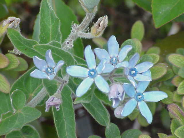 Oxypetalum caeruleum