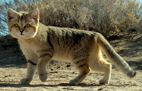 Persian sand cat (DYK crop)