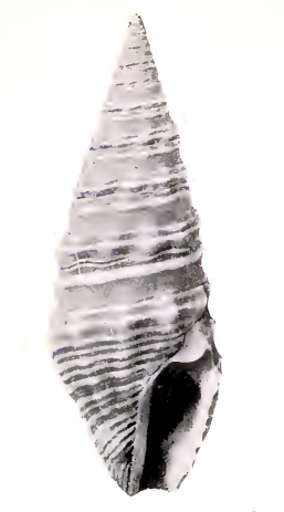 <i>Pilsbryspira bacchia</i> Species of gastropod