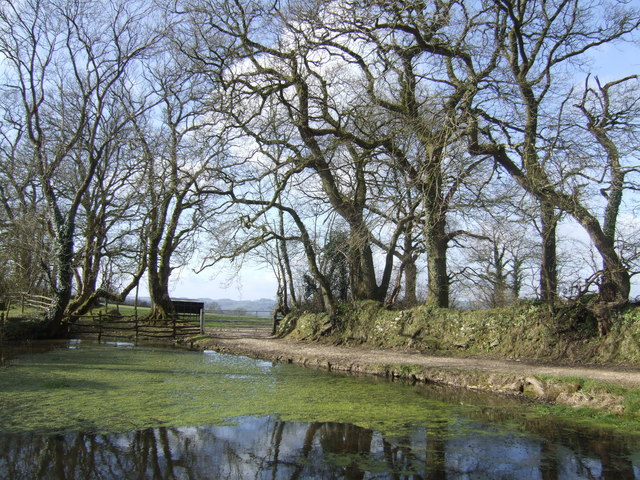 File:Pond and oaks at Godworthy Farm - geograph.org.uk - 427295.jpg