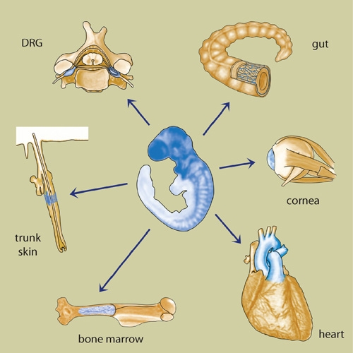 File:Postmigratory NCSCs.jpg