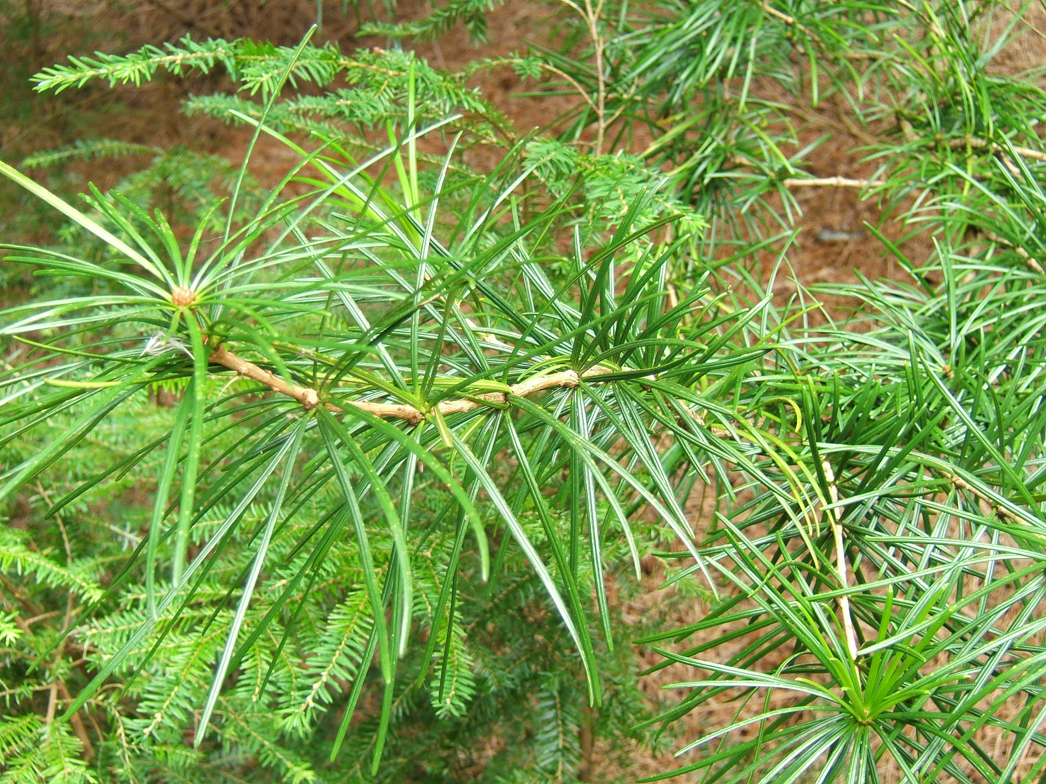Хвойная луговая. Сосна зонтичная сциадопитис. Сосна зонтичная - Pinus Pine. Сциадопитис мутовчатый. Sciadopitys verticillata 'Twister'.