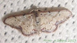 Scopula minuta