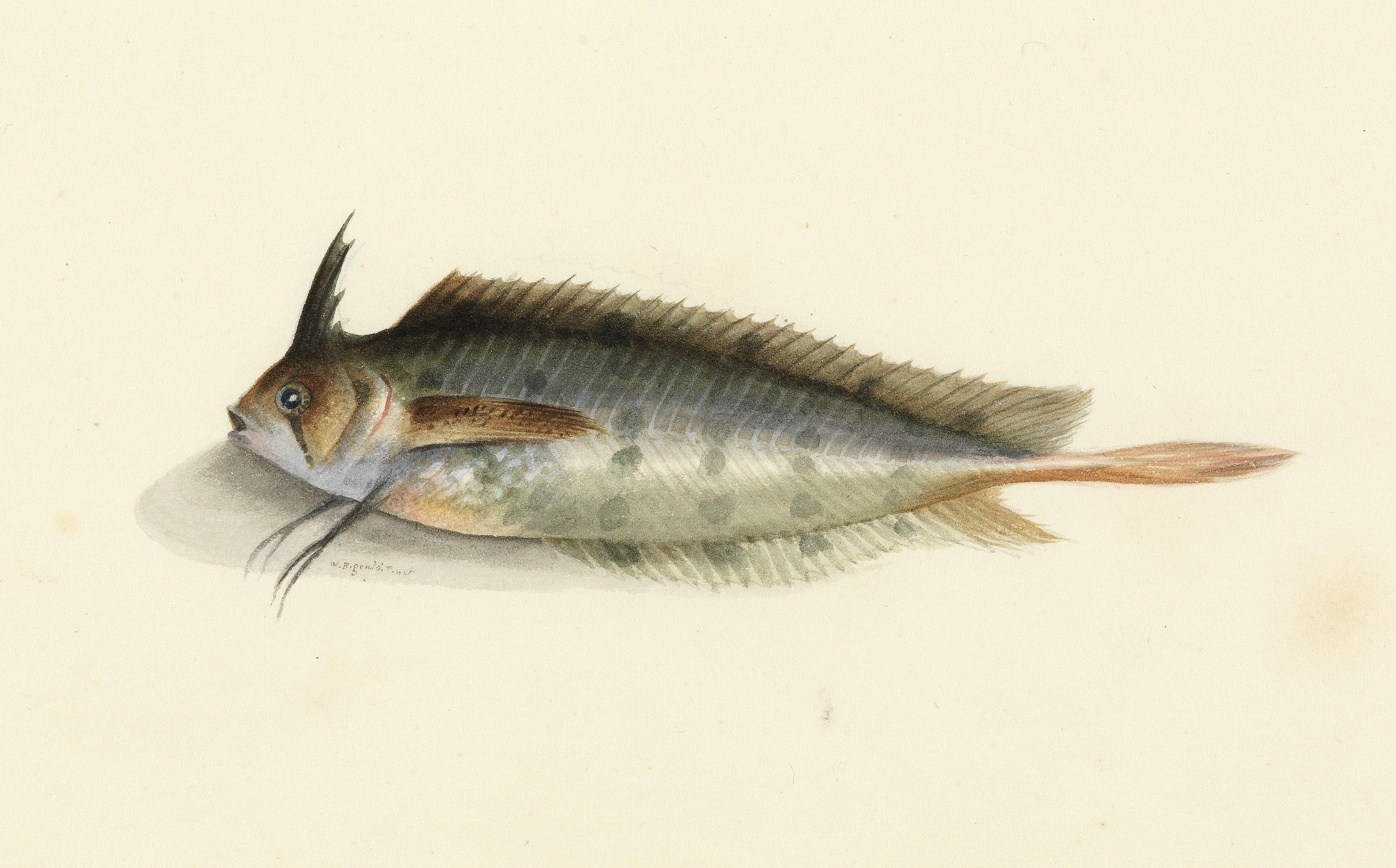 Sketchbook_of_fishes_-_20._(Crested)_Weed_fish_-_William_Buelow_Gould,_c1832.jpg