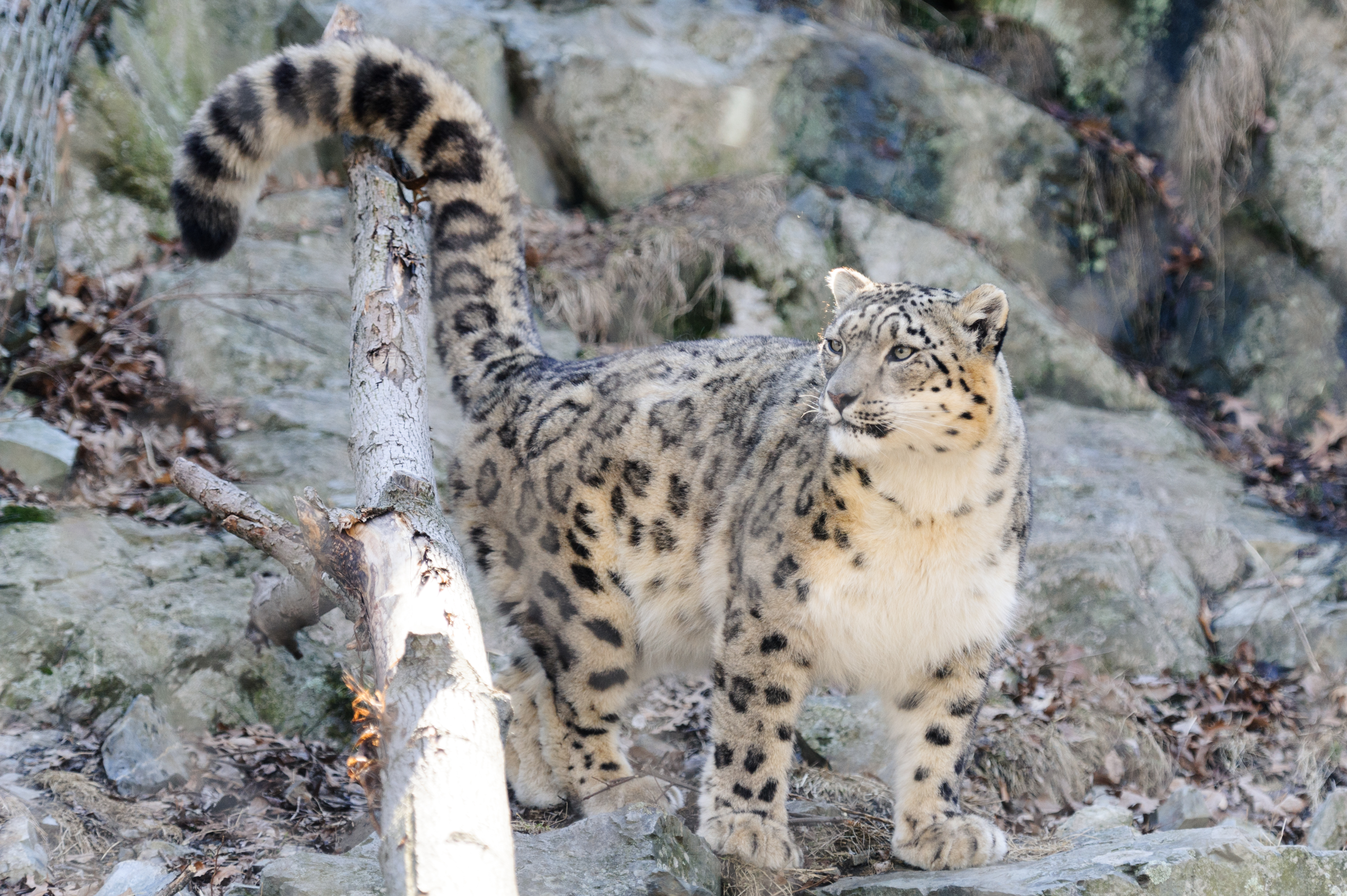 snow leopard yarn tail