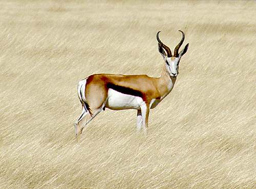 File:Springbok etosha.jpg