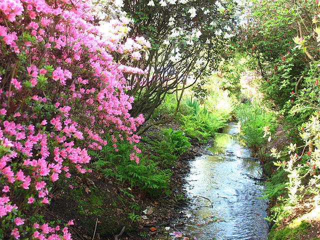 Stream in Isabella Plantation - geograph.org.uk - 1273691