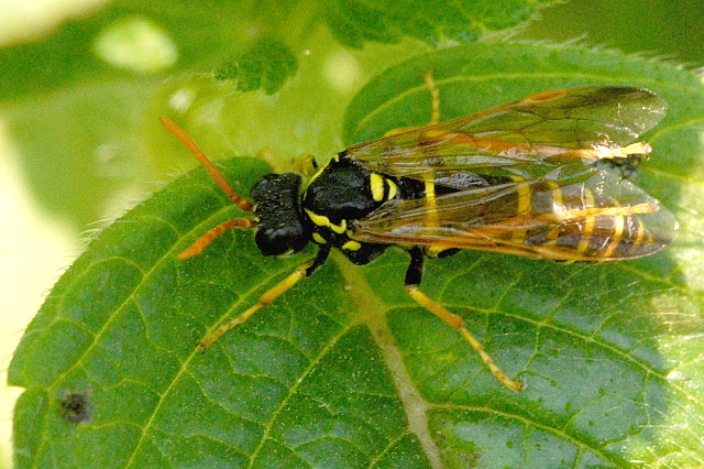 File:Tenthredo.scrophulariae.-.lindsey.jpg