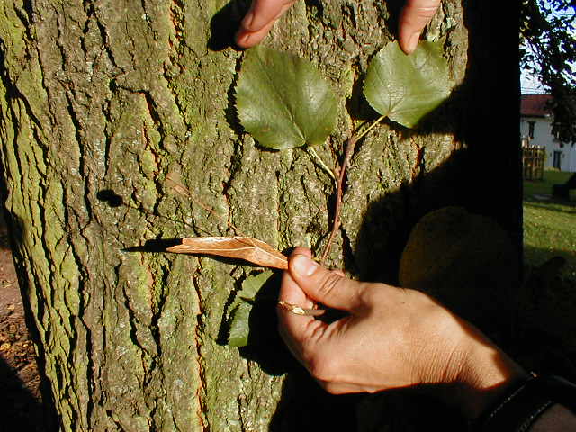 File:Tiyoû foye fleur måye eschoice.jpg