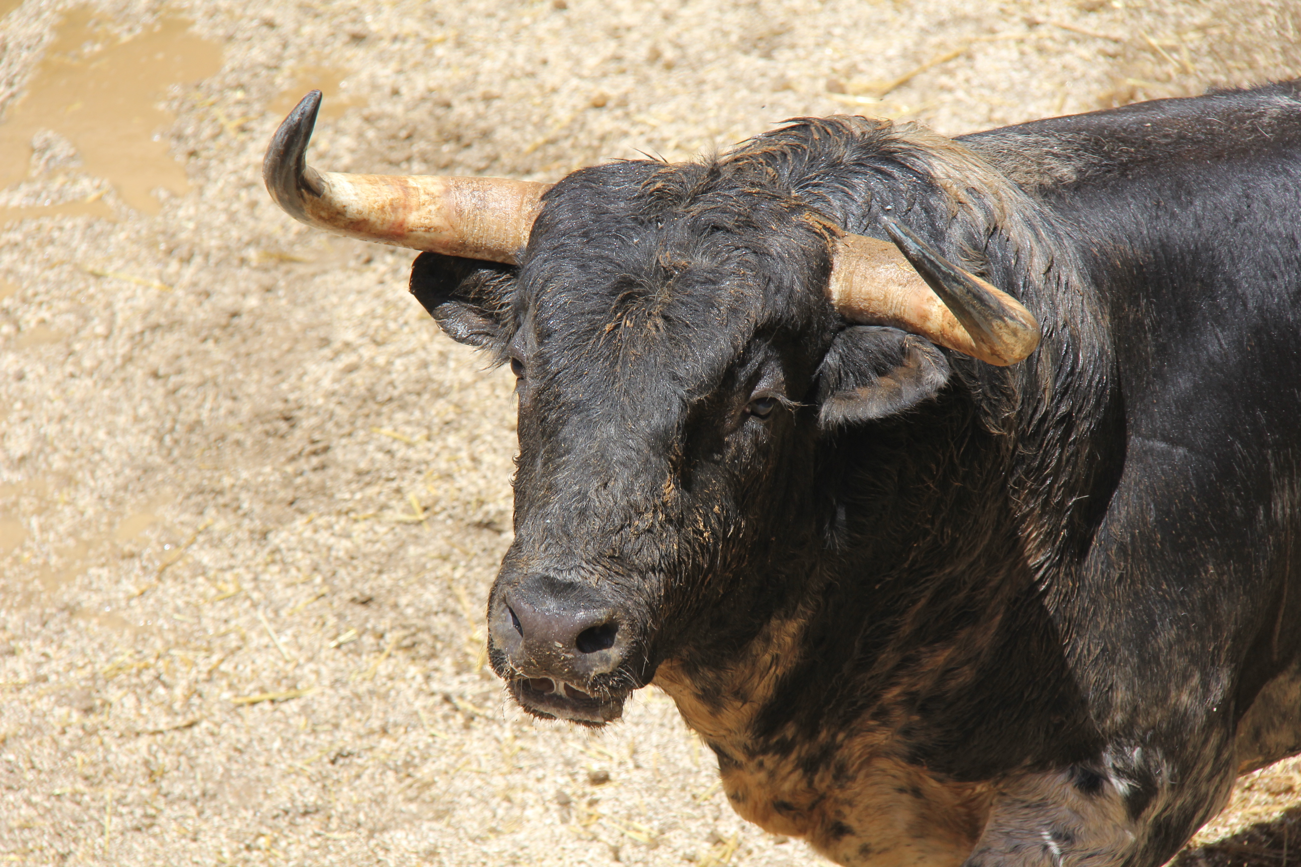 El toro de lidia se extinguirá