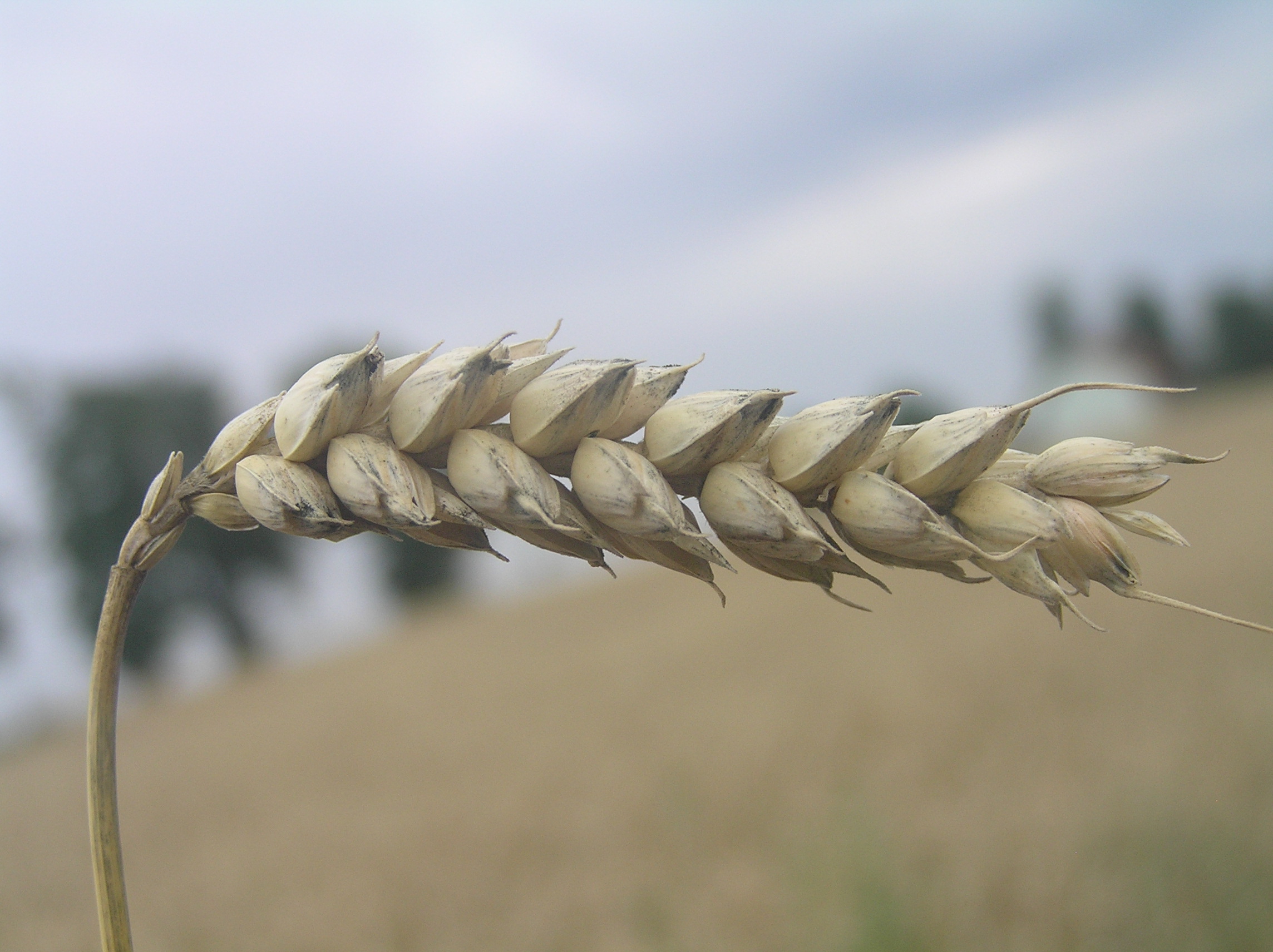 Тритикум слушать. Тритикум аестивум. Пшеница (Triticum aestivum. Николай Яровой Triticum. Пшеница двузернянка.