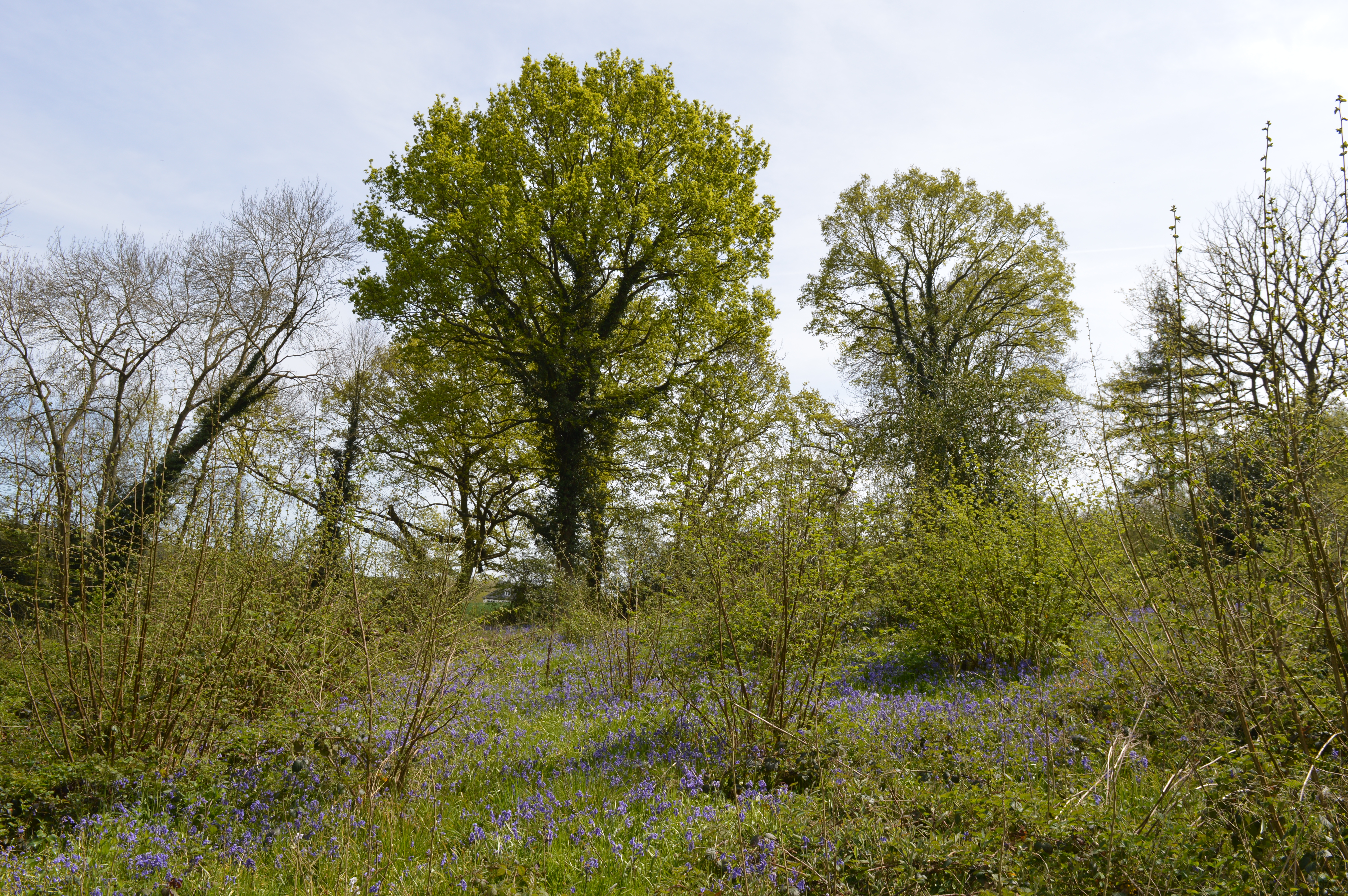 Welsh Wood