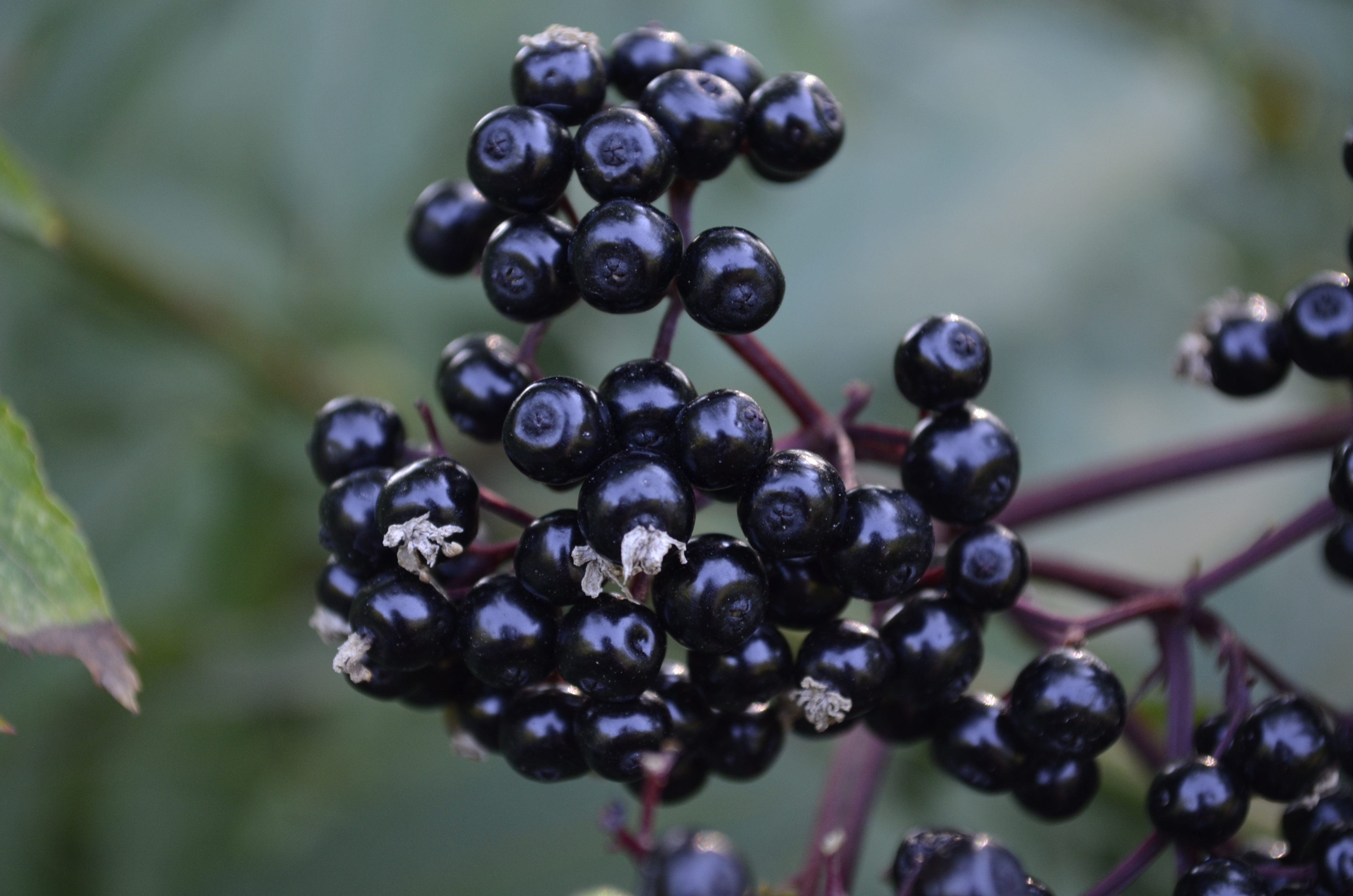 Elderberry Бузина