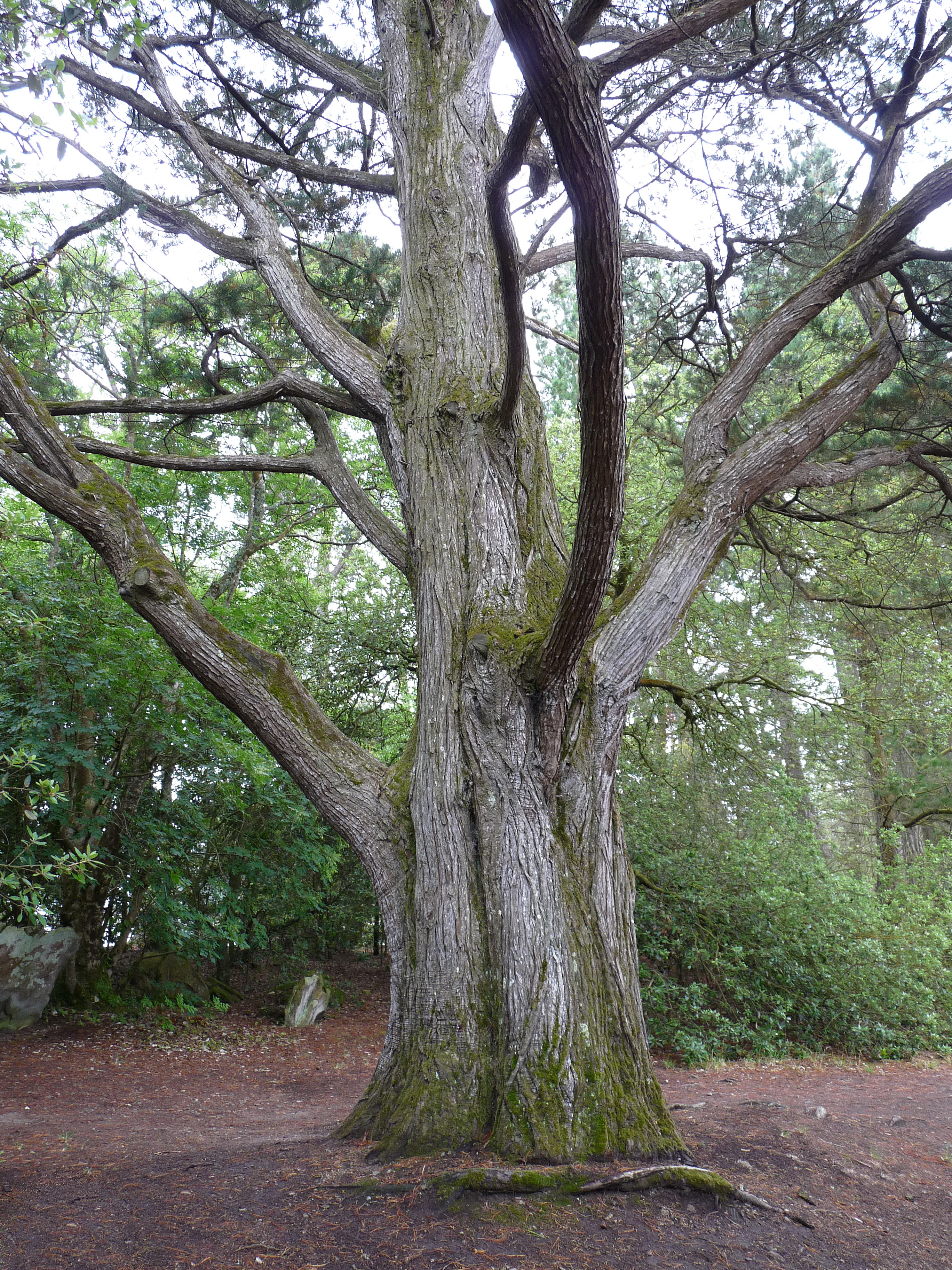 Bois de cypres