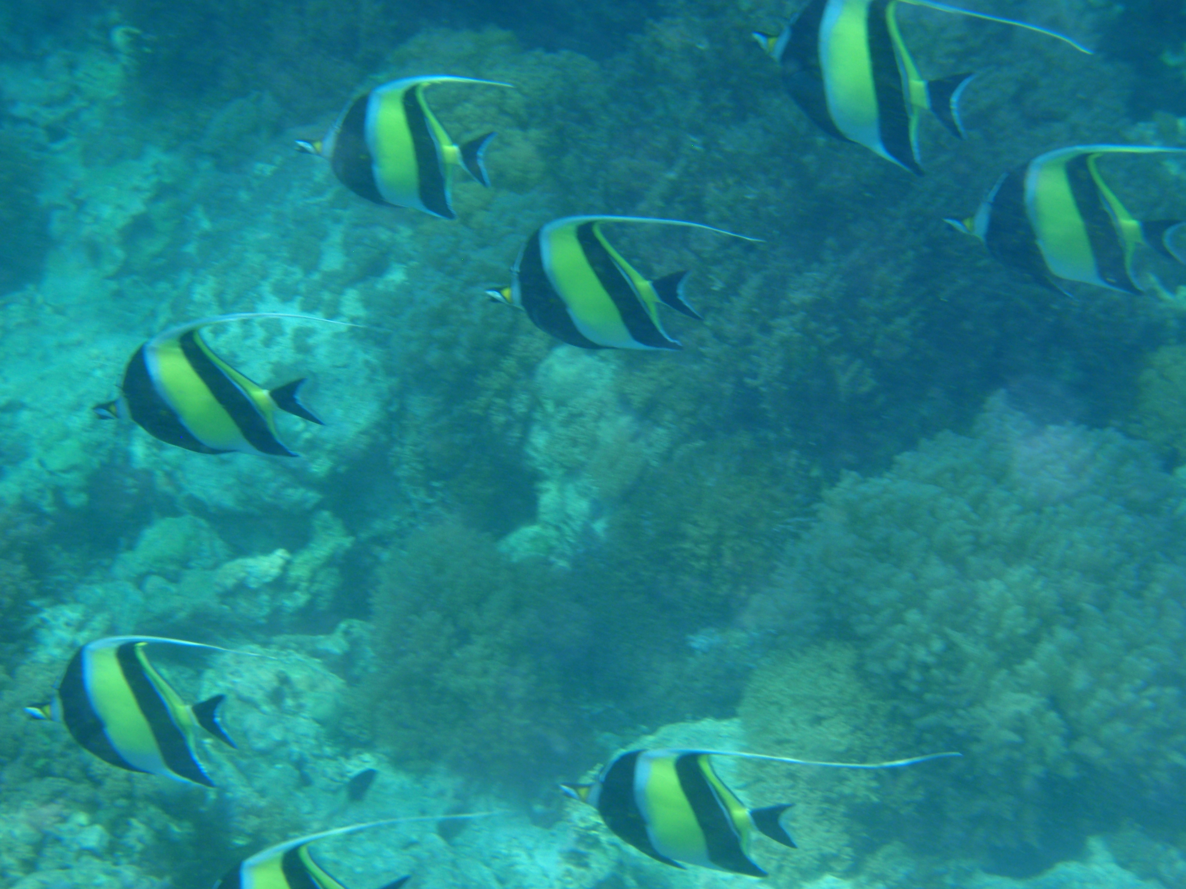 File ဇန ဇ ဘ Ocean Fish Jpg Wikimedia Commons