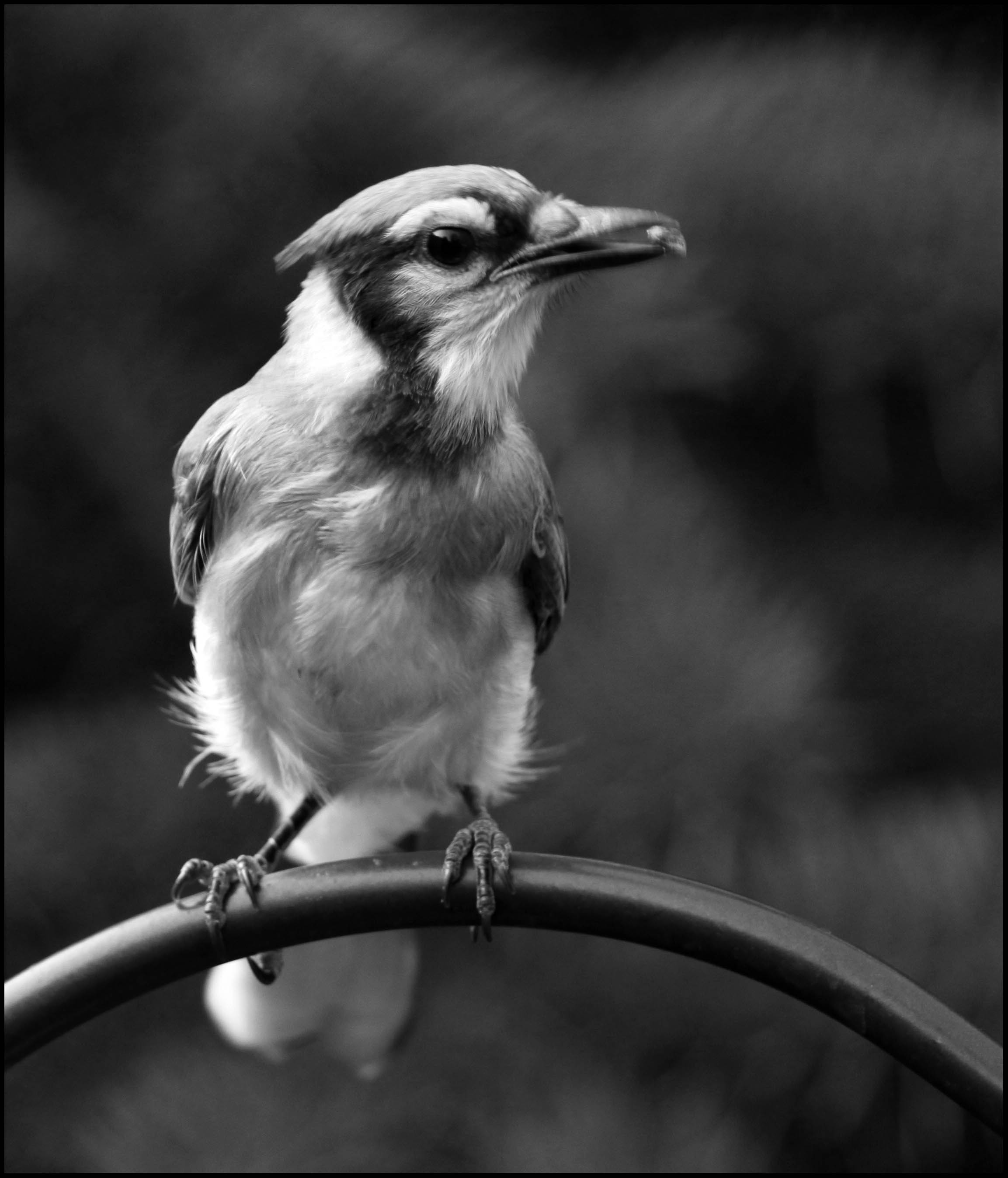 Blue Jay Side View In Black And White Stock Illustration - Download Image  Now - Bird, Blue Jay, 2015 - iStock