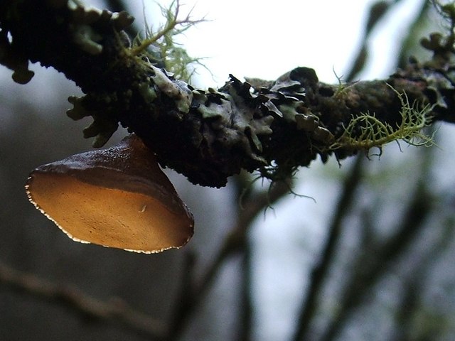 File:A fungus - Exidia recisa - geograph.org.uk - 1552334.jpg