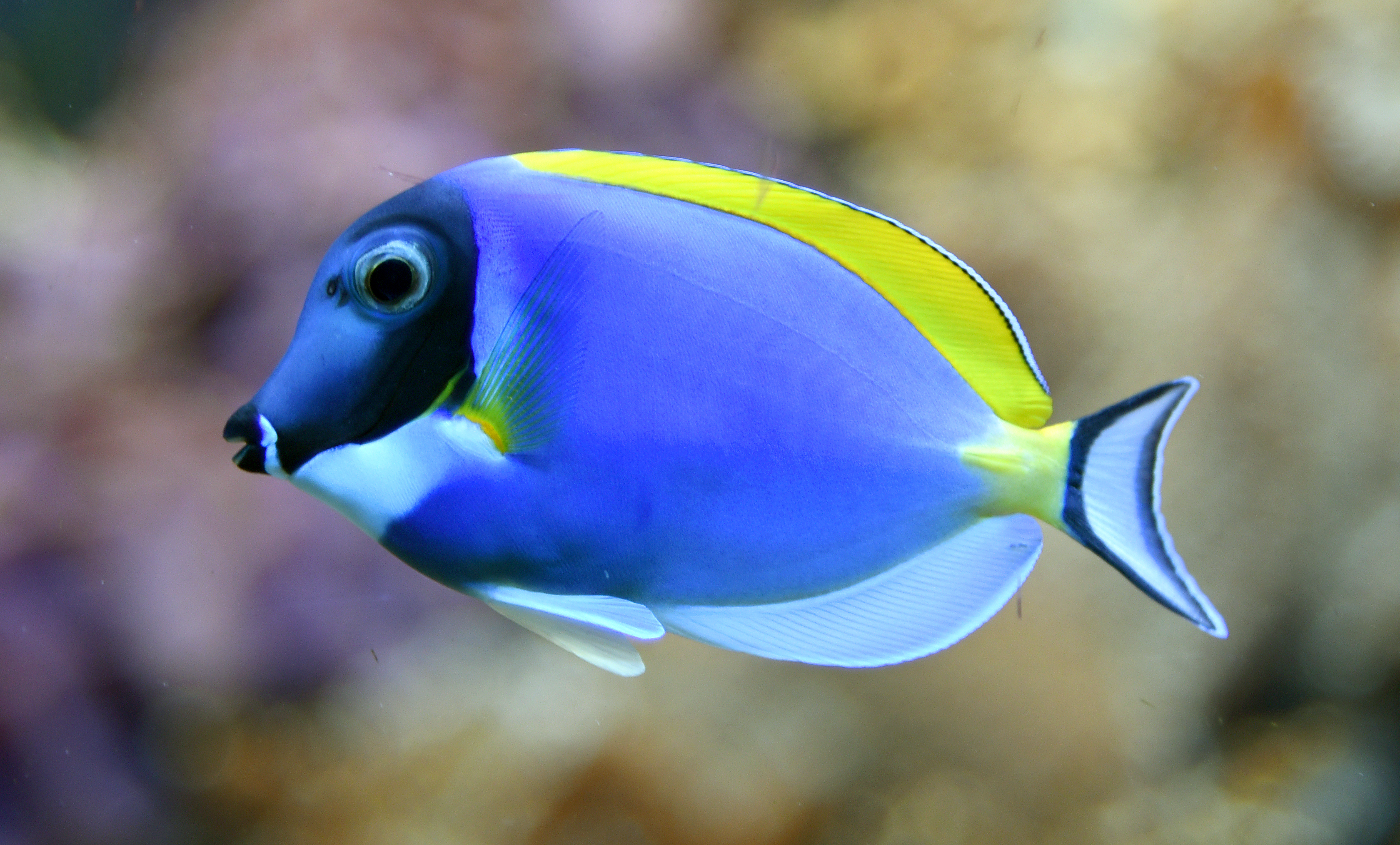 acanthurus leucosternon