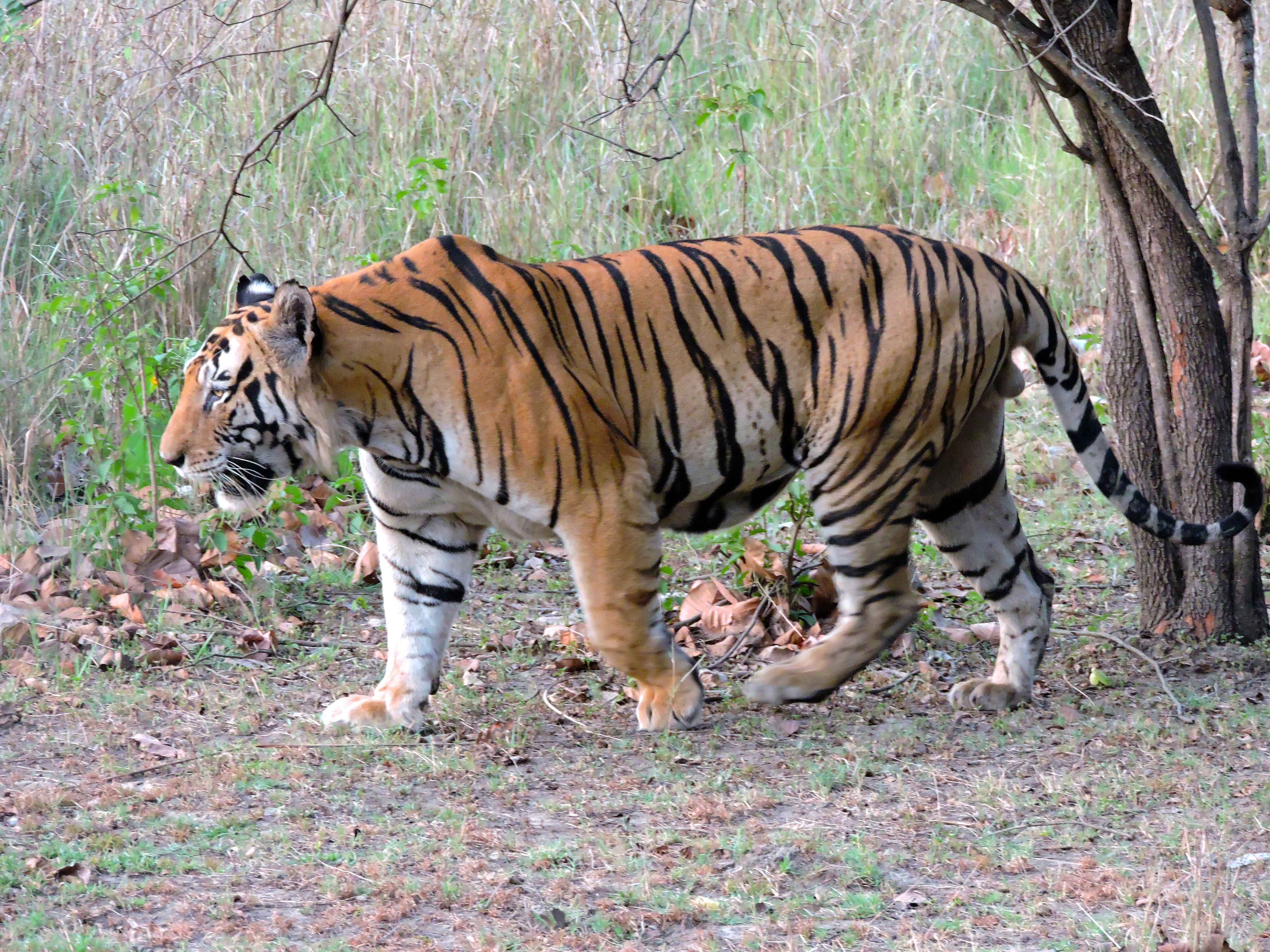 different color tigers